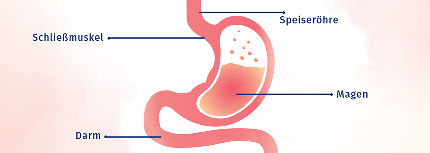 Diagramm des Verdauungssystems eines Säuglings mit beschrifteten Organen